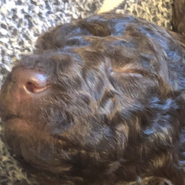 Unser neuer Wurf ist da